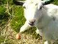 Goat Goat