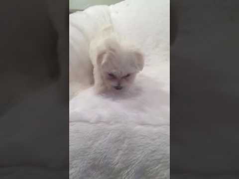 Snowflake love The holiday season and playing with her litter mates