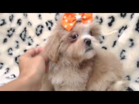 An affectionate and obedient Female Lhasa Apso