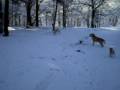 videos de Nima im Wald