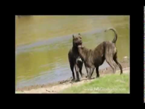 Canary Dog - A short video of Presas on a walk, playing and having fun. A vid also made for fun so hope you enjoy and forgive me my shaky hands :)