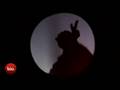 Shadow Puppets - Wonderful World