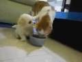 Puppy x Cat