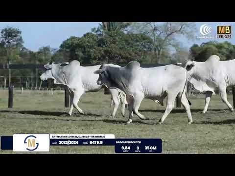 2� DE OLHO NA FAZENDA NELORE SESMARIAS