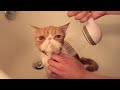 Exotic Shorthair Kitty in Bubble Bath