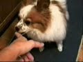 Fanny Dogs