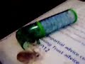Roborovski Dwarf Hamsters 4 Roborovski Dwarf Hamsters 4