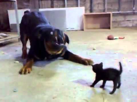 Brave Kitten Stands Up to Dog