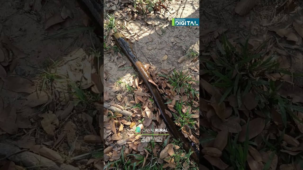 Peixe diferente rende susto em pescaria