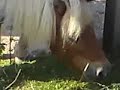 baby neigh