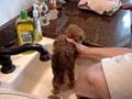 Spanky's First Bath - Part 1