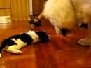 bassat hound