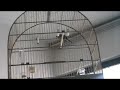 CRIATORIO CANTO DAS ALTEROSAS-Pardo