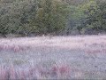 Jake Bum 8 point