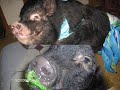 Swine Illustated Noopy Edition
