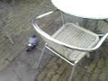 Elswick Jackass ( Madness in amstersam)