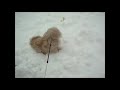 My Dog Molly ( RIP )