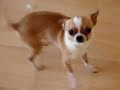 TopC - Napoleon xtrem apple head chihuahua