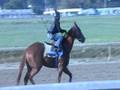 Soto filly breezes 10/14