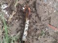 Swarm of giant ants carrying a chicken leg-travel the Amazon