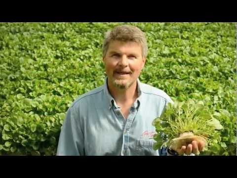 how to harvest cress