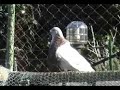 Gorgueros de Carlos Loza 11