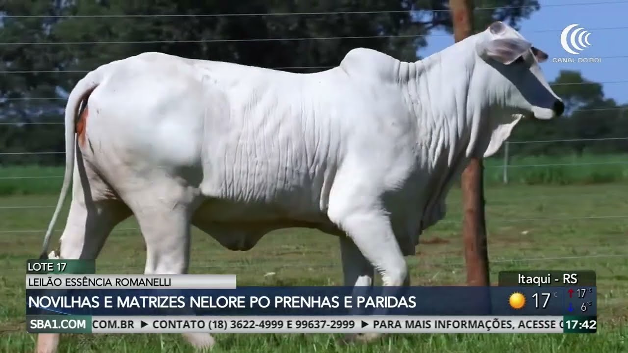 Leilão Essência Romanelli oferta novilhas e matrizes nelore PO no Canal do Boi