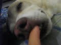 Eu zuando meu cachorro ! ashushua