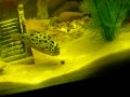 Green Spotted Puffer Eats Snail