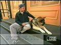 downtown pets on the fine living channel