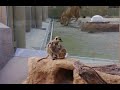 ライオンに襲われるミーアキャット！？