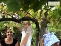 Hola! Gourmet - Adegas Valtea - Albariños.wmv