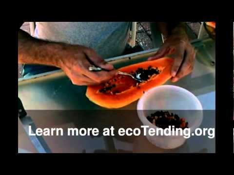 how to harvest papaya seeds