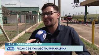 Funcionária diferente? Pedágio de Avaí adotou uma galinha
