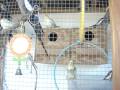 Mating Cockatiels - Caught in the action.