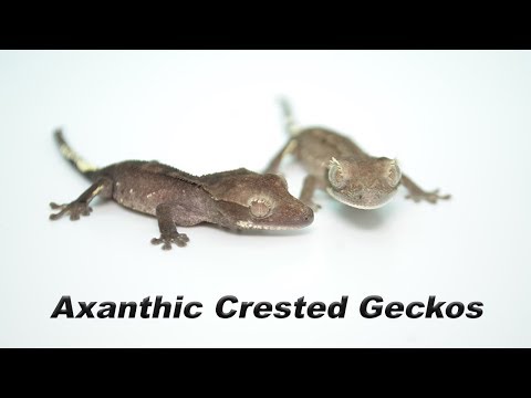 YouTube reptile video