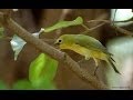 SUARA KICAU BURUNG PLECI BETINA