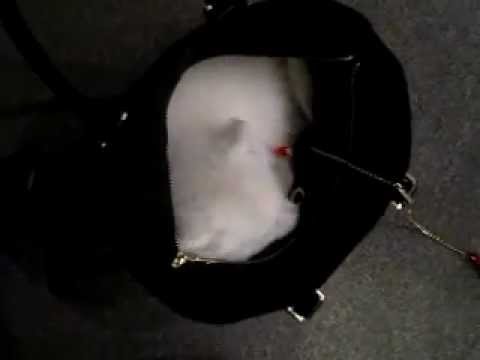 how to know original dkny bag