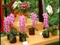 Keukenhof - Flexxehawk Keukenhof - Flexxehawk