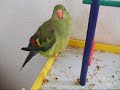 More Wasabi the Rock Pebbler