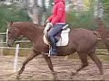 Jelesnia thoroughbred breeding and pleasure mare FOR SALE Jelesnia thoroughbred breeding and pleasure mare FOR SALE