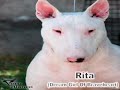 Bull Terrier Rita en Toroblanco (11 meses)