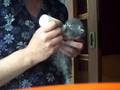 Gatil Le Saphir Bleu Fêmea azul tabby (mamando)