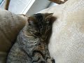 My cat ( shes older now and way cooler)