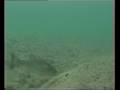 videos de Underwater Spain