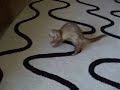 furet furet
