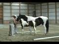 videos de Sky by Sempatico Premium Homozygous Pinto Colt