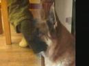 two dogs two dogs