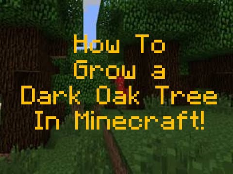 How To Grow Dark Oak Saplings With Pictures Videos Answermeup