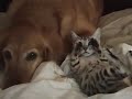 ninja kitty and dog